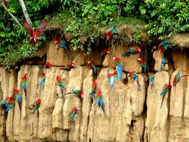 Manu Amazon Jungle